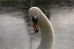 The white swan