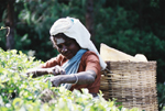 Sri Lanka tea plukker