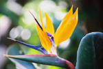 Paradise flower Costa Rica